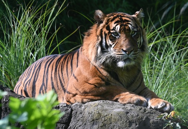Un tigre du Bengale
